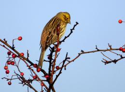 Bird Berries Red