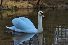 Swan Water Animal