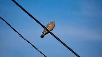 Wood Pigeon Bird on wire