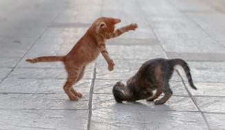 Cat Fight Young