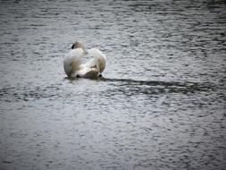 Swan Water Swim