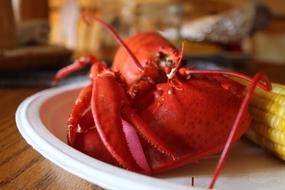 delicious lobster on a plate
