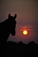 Sunset Horse Nature