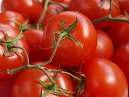 ripe tomato harvest