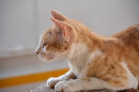 Cat Goa Clam