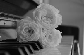 Roses Piano black and white