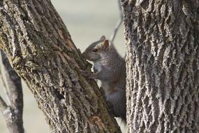 Squirrel Animal Rodent