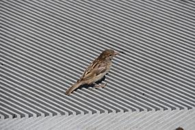 wild bird on an iron roof