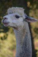 Alpaca Animal Mammal