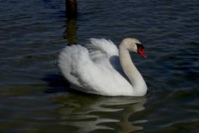 Swan Animals Water
