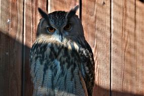 Bird Owl Plumage Animal