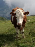 Cow Animal Livestock
