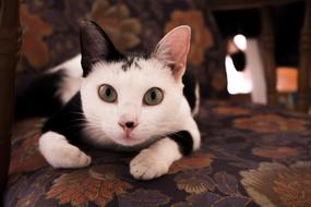 Cat Animal Animals