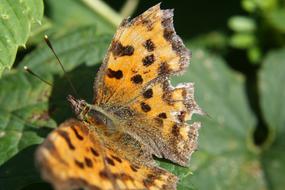 Butterfly Insect Close Up