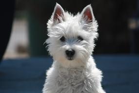 Dog Terrier Small