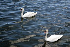 lake water swan birds