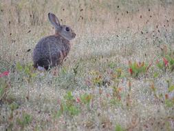 Hare Animal Nature Long