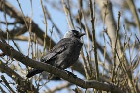 Bird Crow Jackdaw