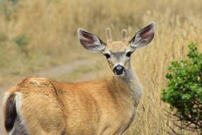 Deer Buck Animal