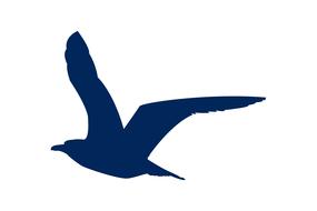 seabird flying bird silhouette