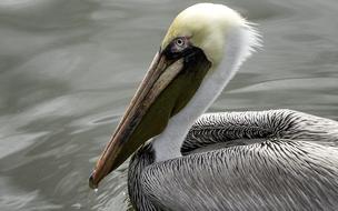 Pelican Bird Feathers