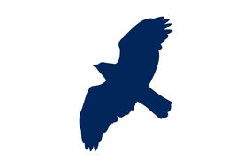 buzzard flying bird silhouette