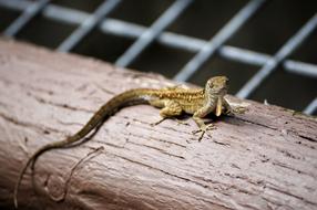 Lizard Animal Reptile