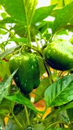 green peppers in the garden with water drops