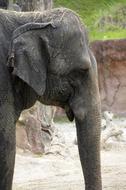 big elephant walking in the zoo
