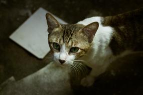 white-brown cat looks attentively