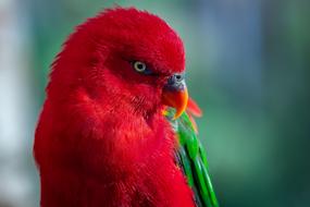 colored parrot in the zoo