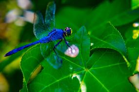 Dragonfly Wings Insect