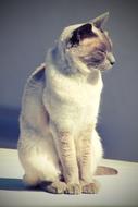 Cat Siam Siamese