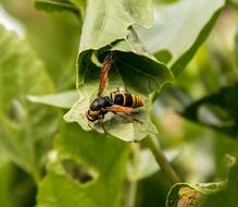 Insect Wasp Large Mud-Nest