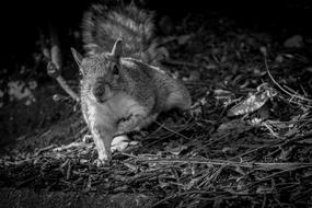 Squirrel Black And White