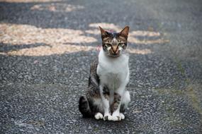 Cat Sit Wait