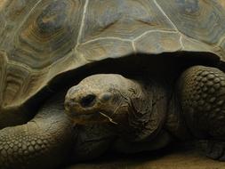 Galapagos Giant Tortoise Turtle