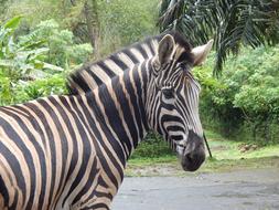 Zebra Striped Mammal