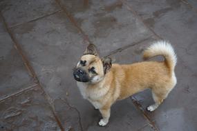 Dog Doggy Cute