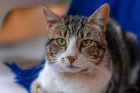Cat Look Masco