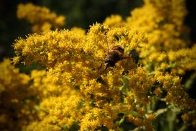 Yellow Flowers Bee
