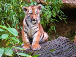 Animal World Tiger Young