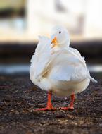 Long Island Pekin Duck