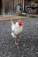 Chicken Hahn Chickens