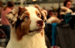 Cute dog in a cafe