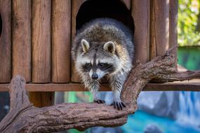 Animal Raccoon Mammals