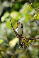 Red-Whiskered Bulbul Crested