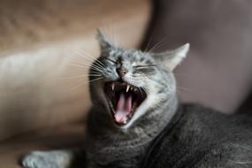 Cat Yawning Yawn