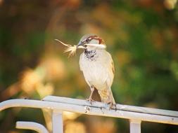 Sparrow Grass Bird