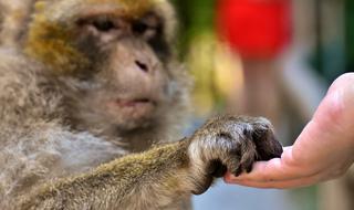 wild Barbary Ape Feed Endangered